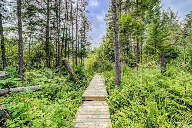 Wooden boardwalk through the forest