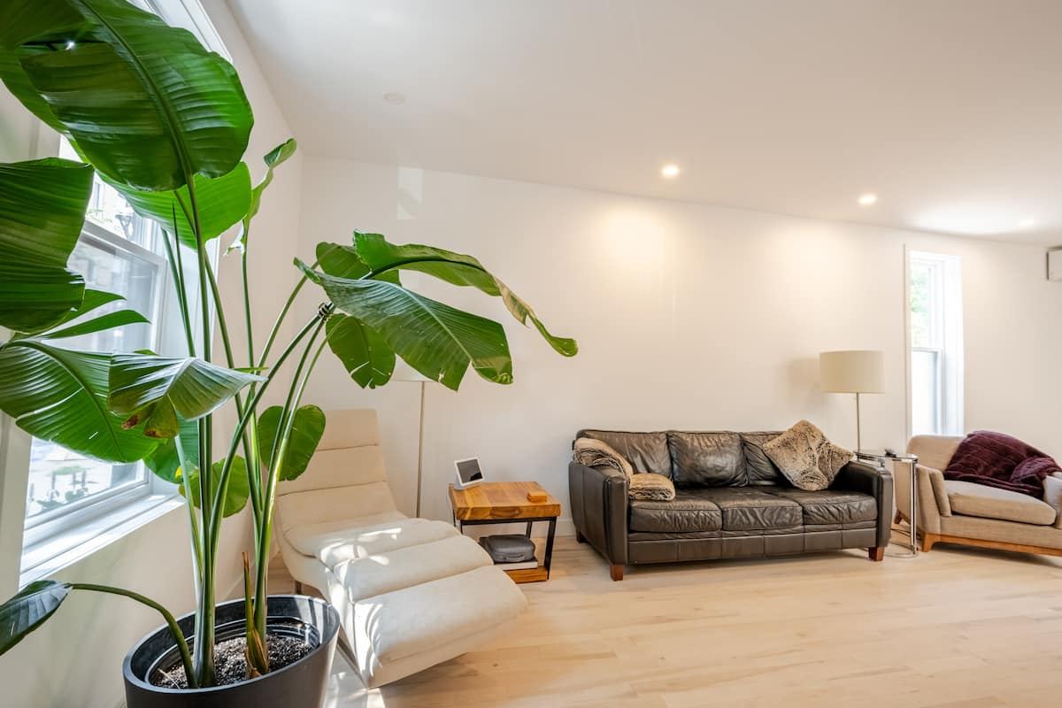 Living room with a tall plant and leather sofa